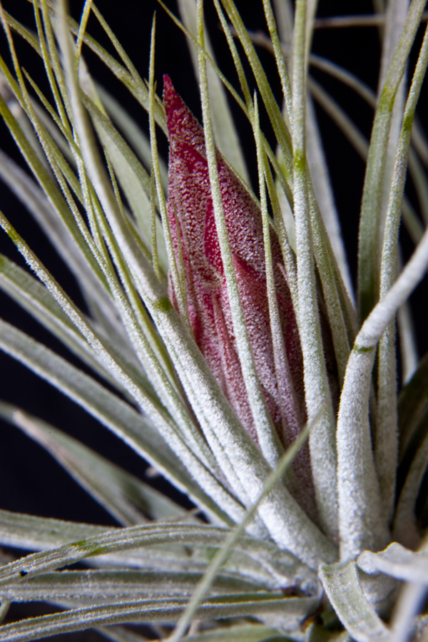  Flower spike of Tillandsia Magnusiana 