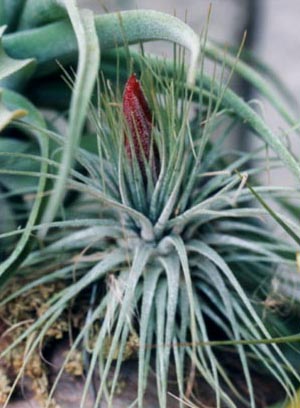 Tillandsia Magnusiana 