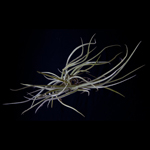 Tillandsia Caliginosa