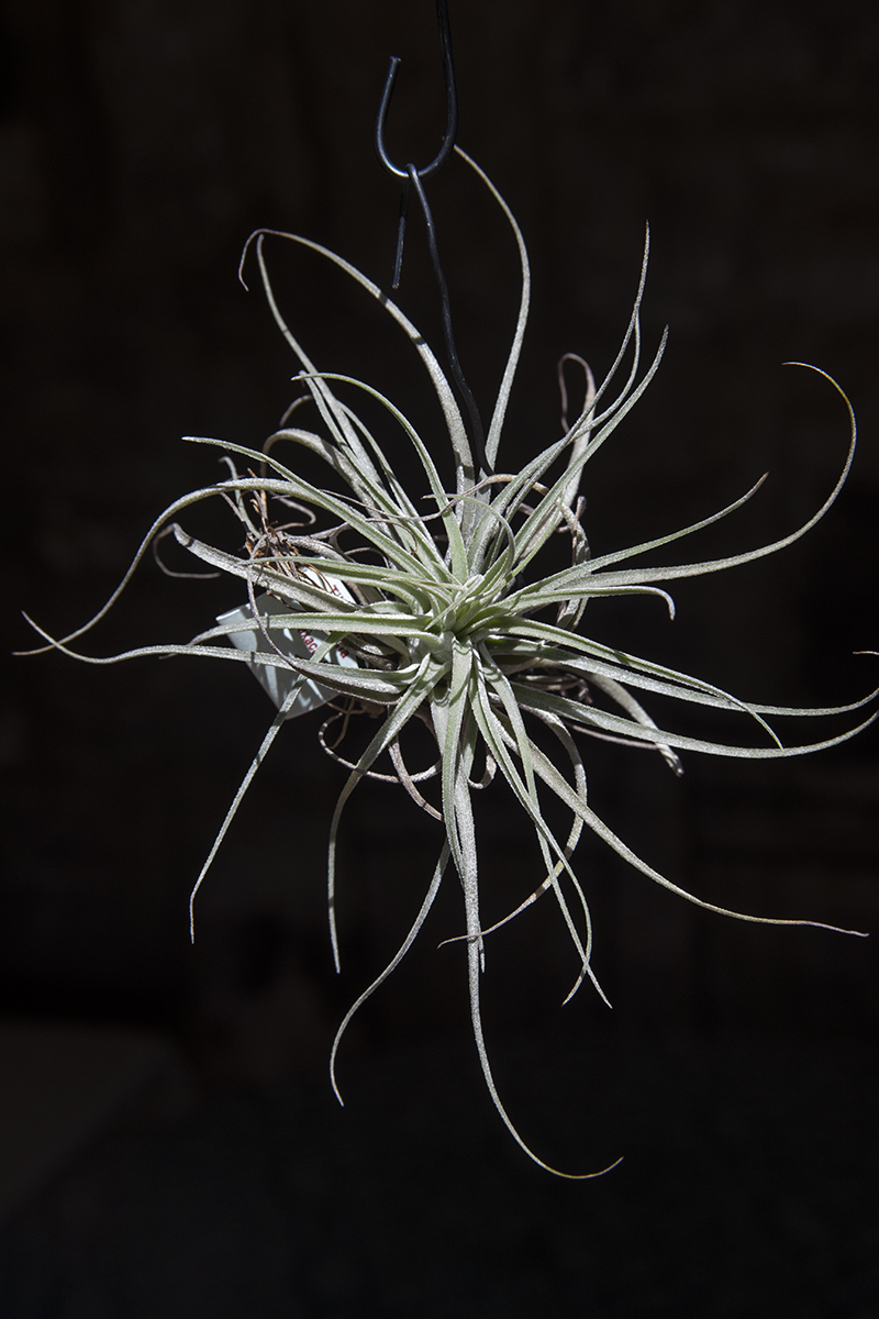 Tillandsia oaxacana