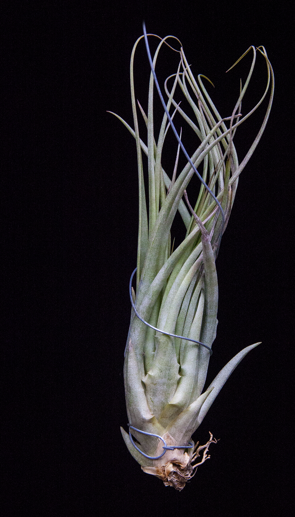 Tillandsia widgee - T. concolor X T. brachycaulos