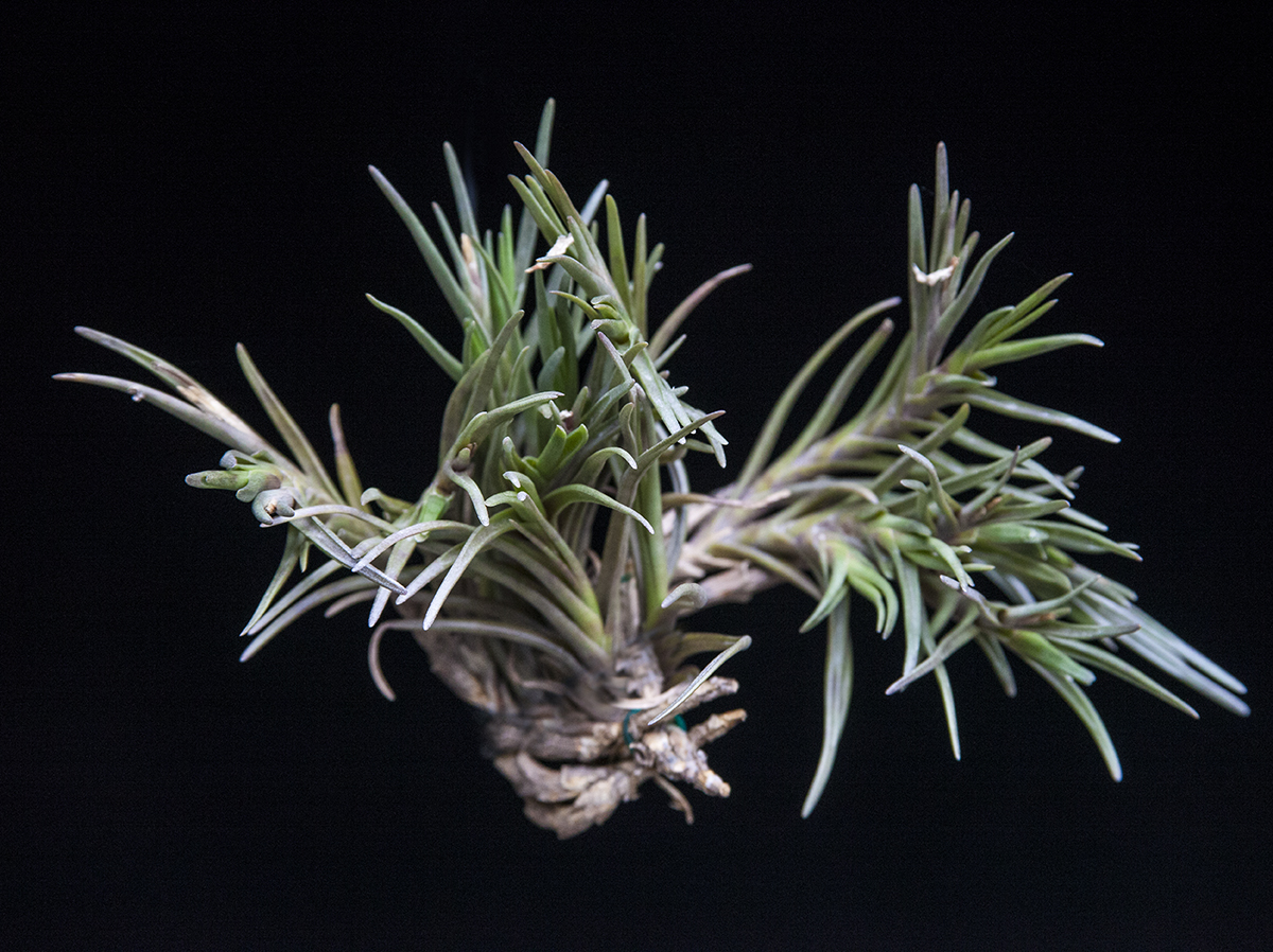 Clump of Tillandsia albertiana