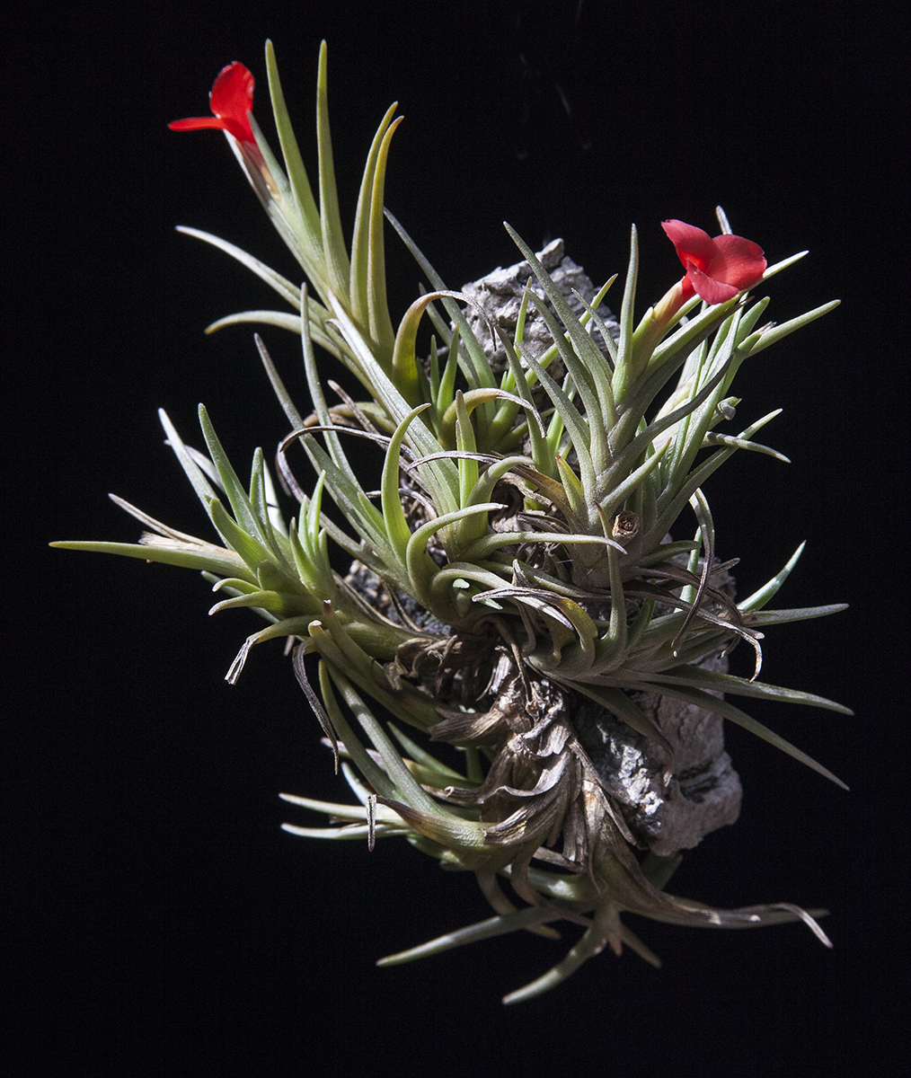 Flowering clump of Tillandsia albertiana