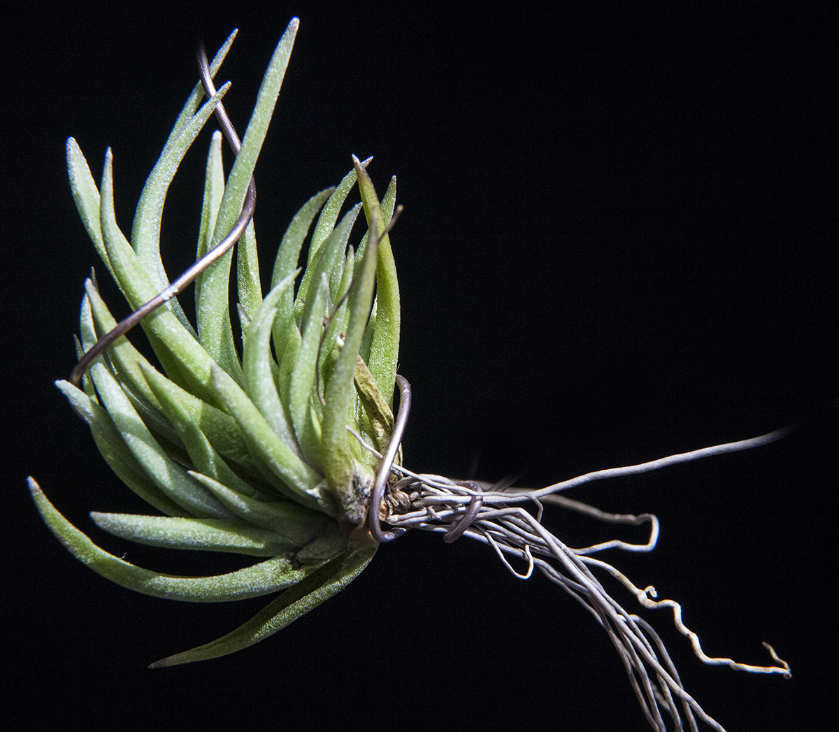 Tillandsia argentina