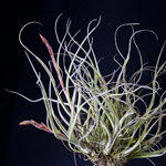 Tillandsia baileyi