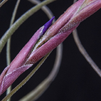 Tillandsia baileyi