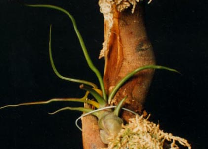 Tillandsia Bulbosa 