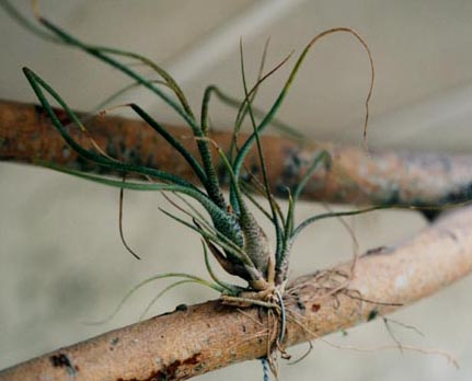 Tillandsia Butzi 