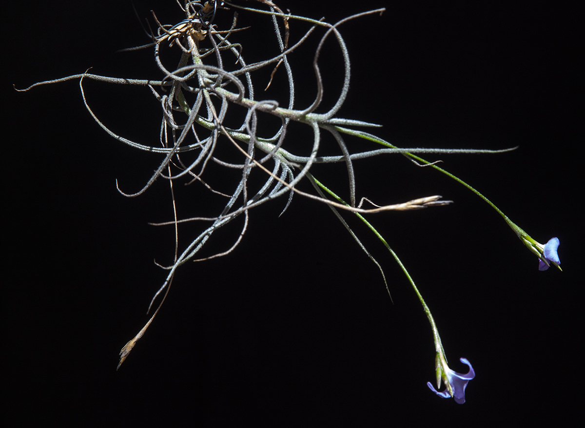 Tillandsia caerulea