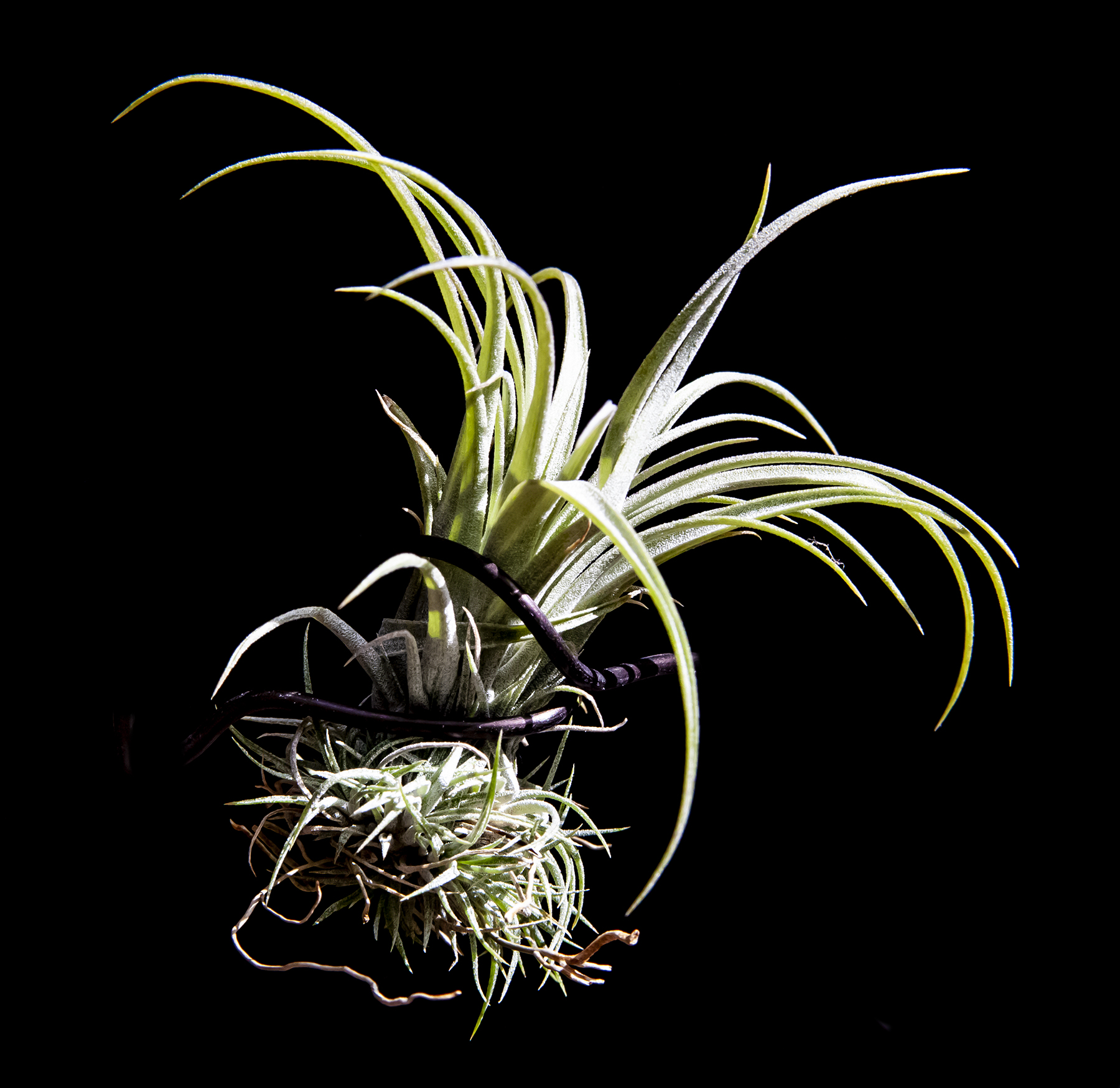 Tillandsia calcicola