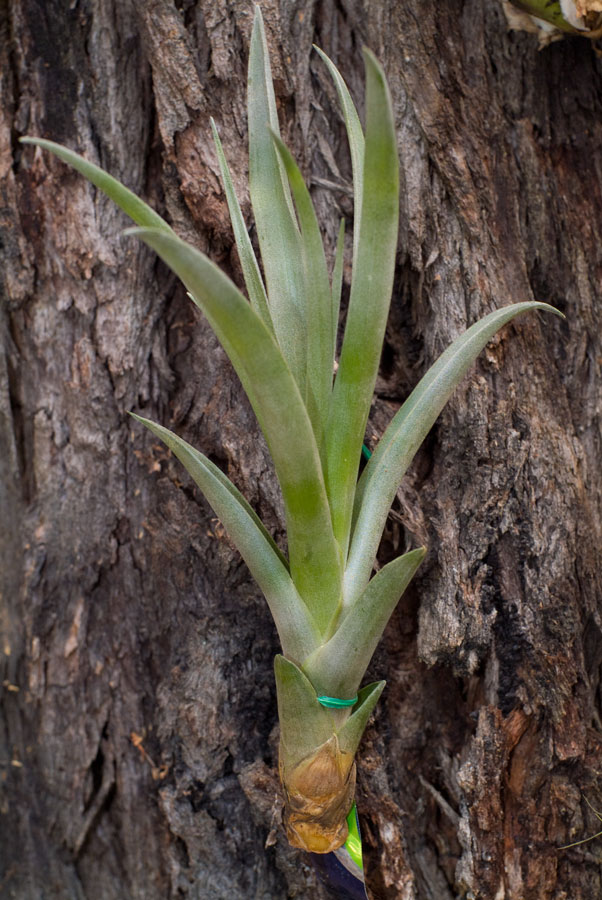 Tillandsia capitata yellow