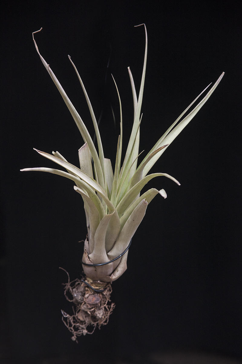 Tillandsia cereicola