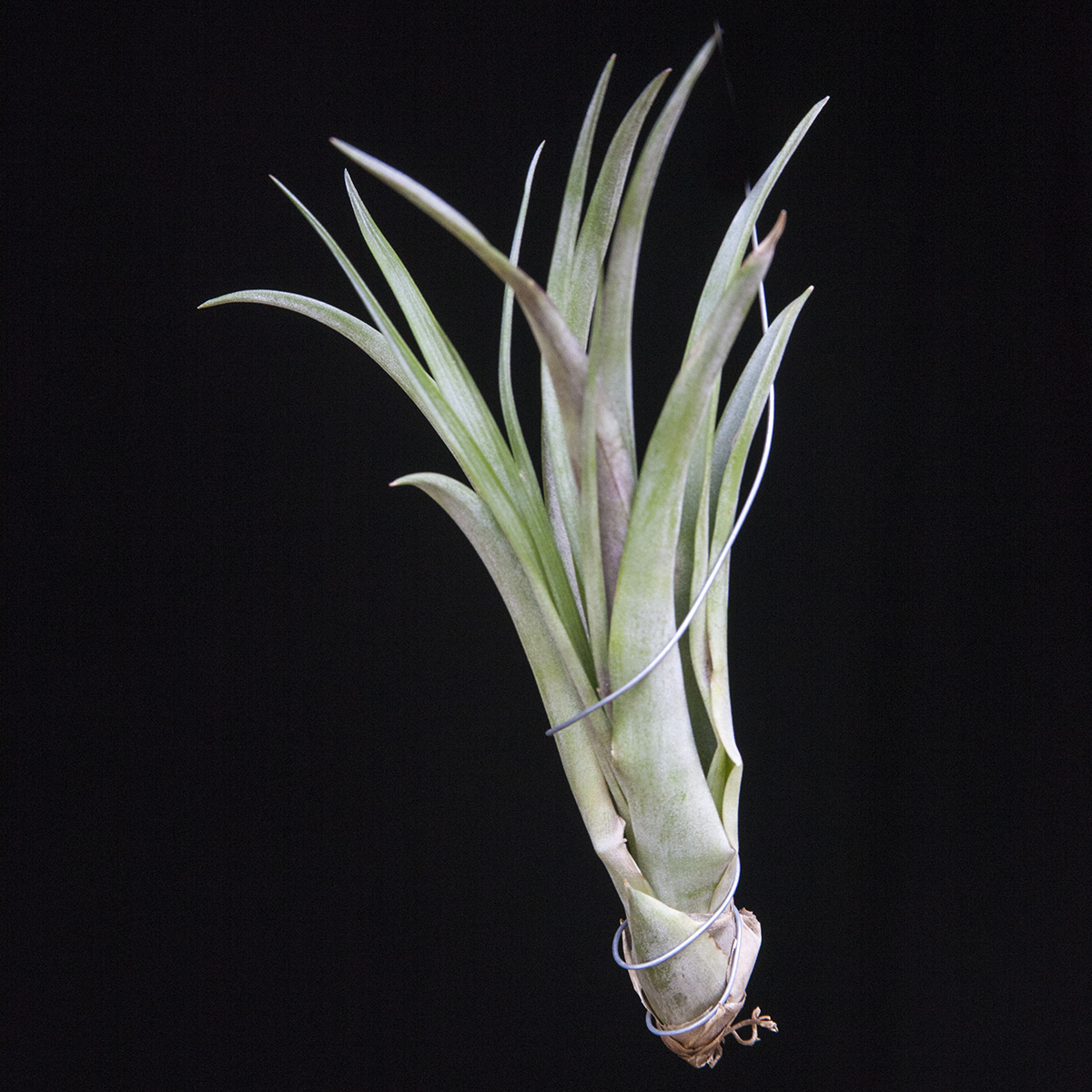 Tillandsia Chiapensis large form