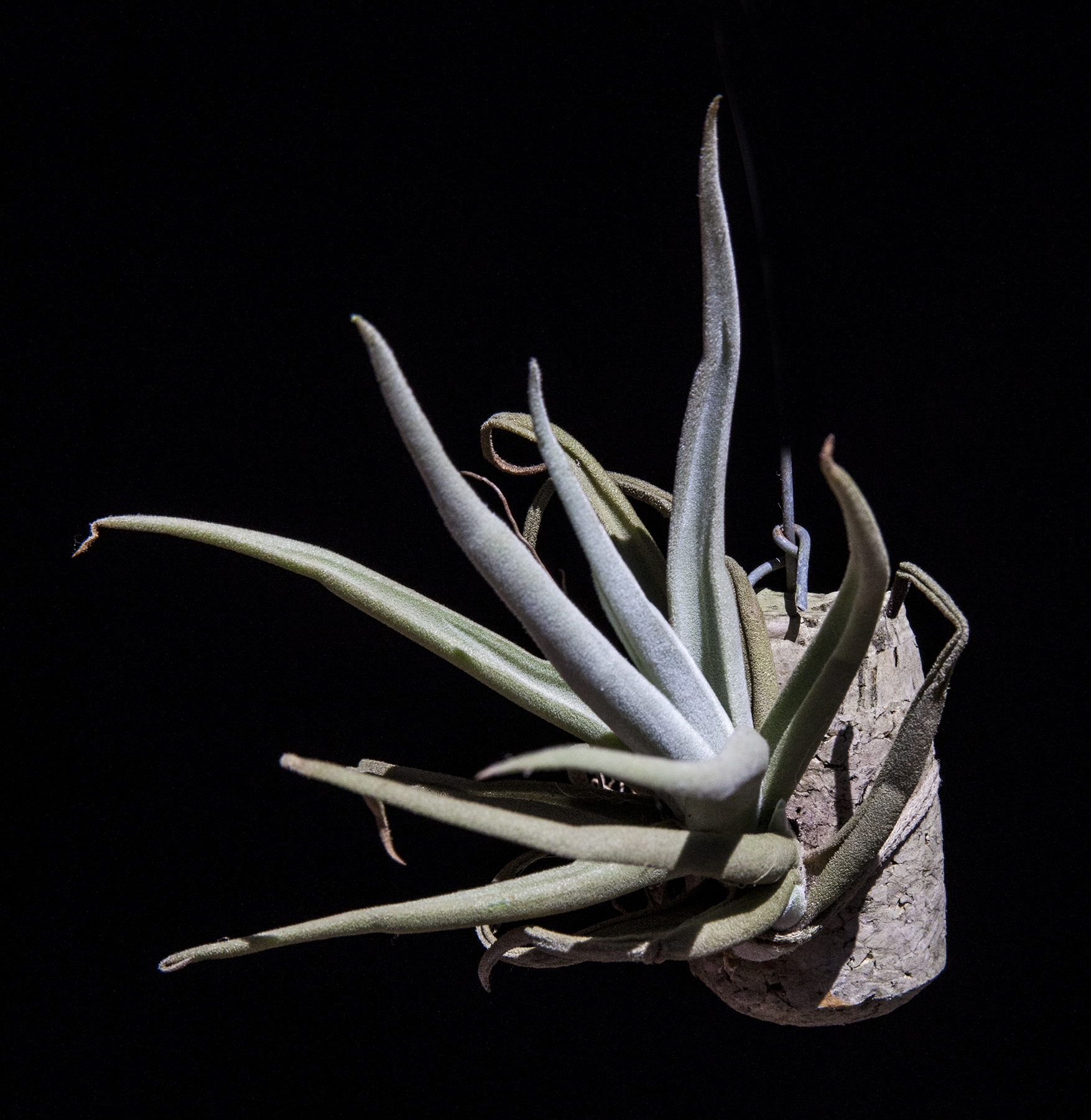 Tillandsia chiquitos grum