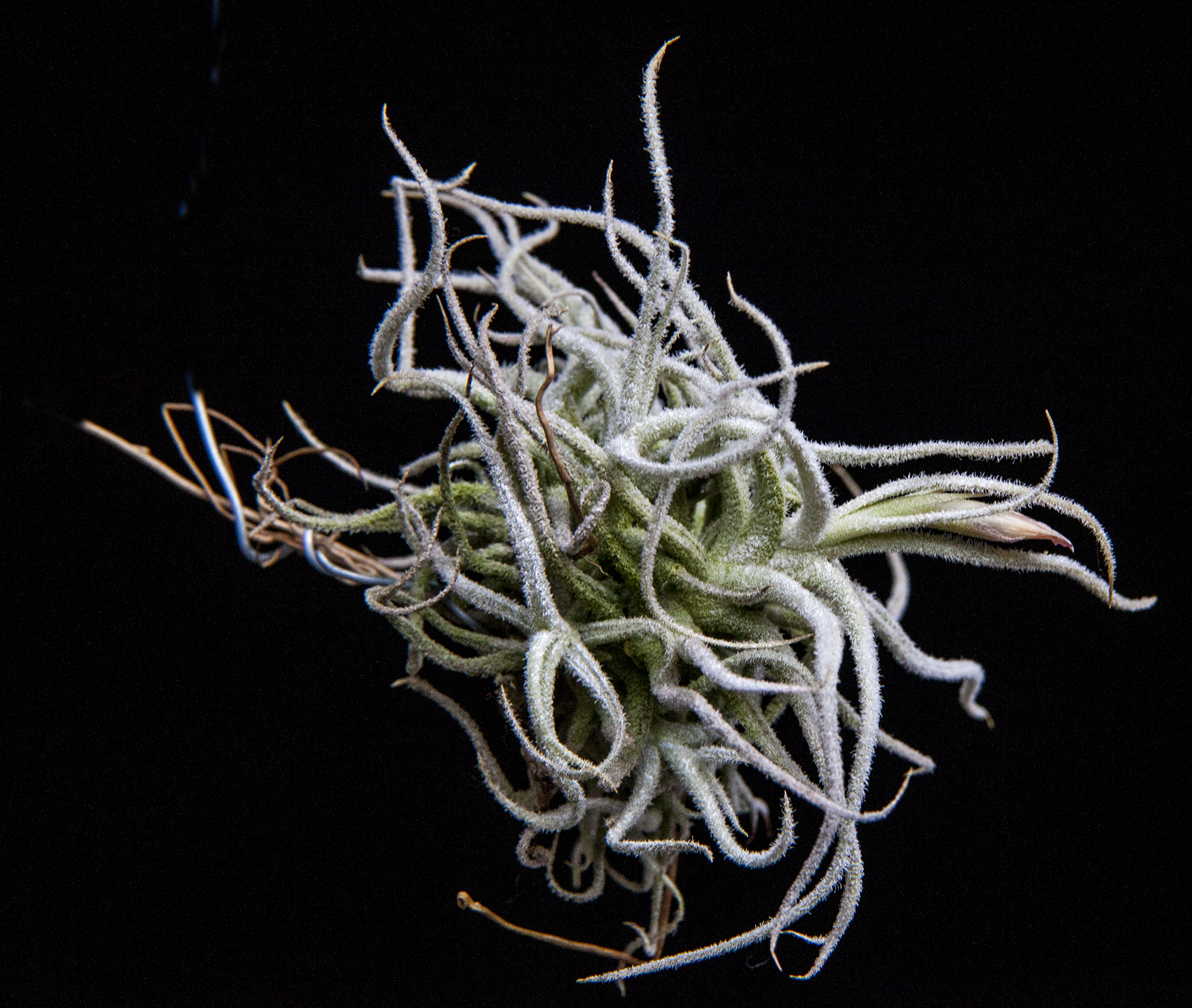 Tillandsia chusgonensis