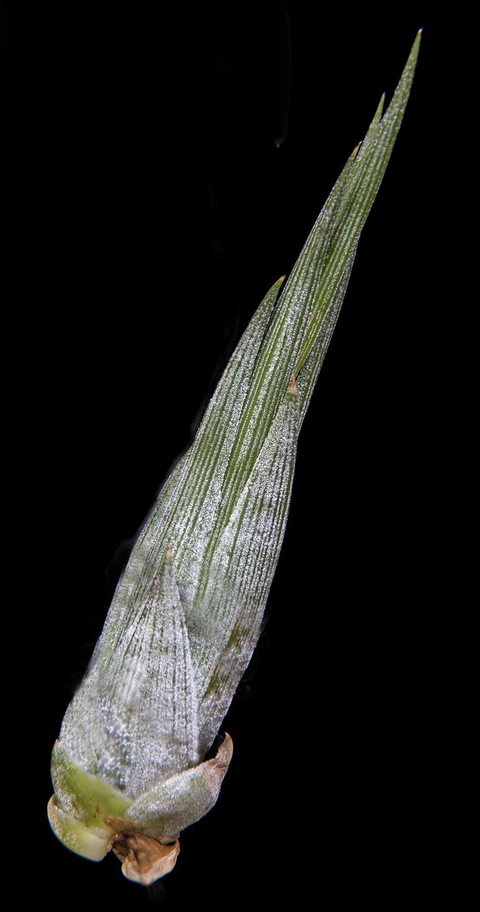 Tillandsia circinnatoides