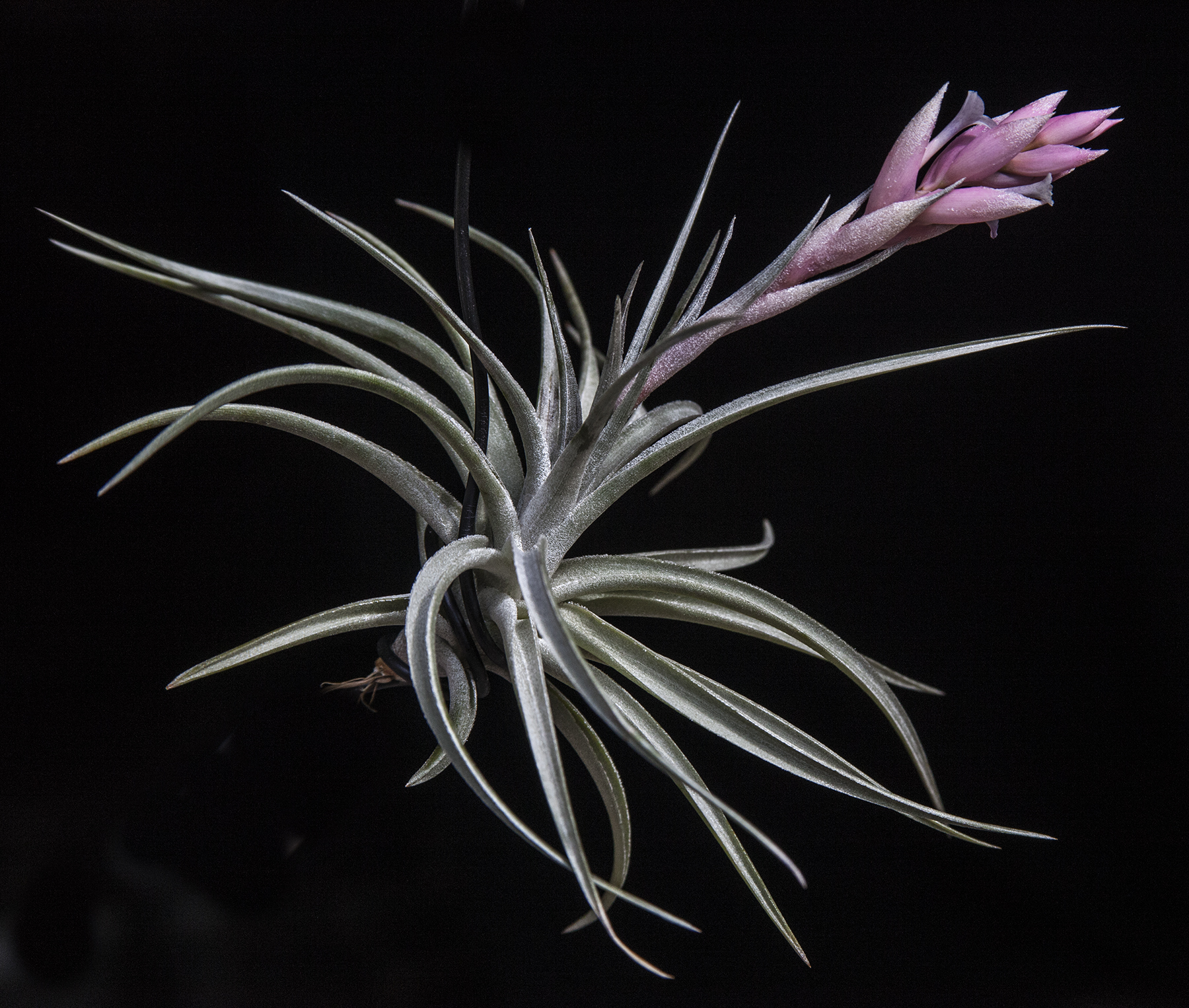 Tillandsia comparapaensis in flower