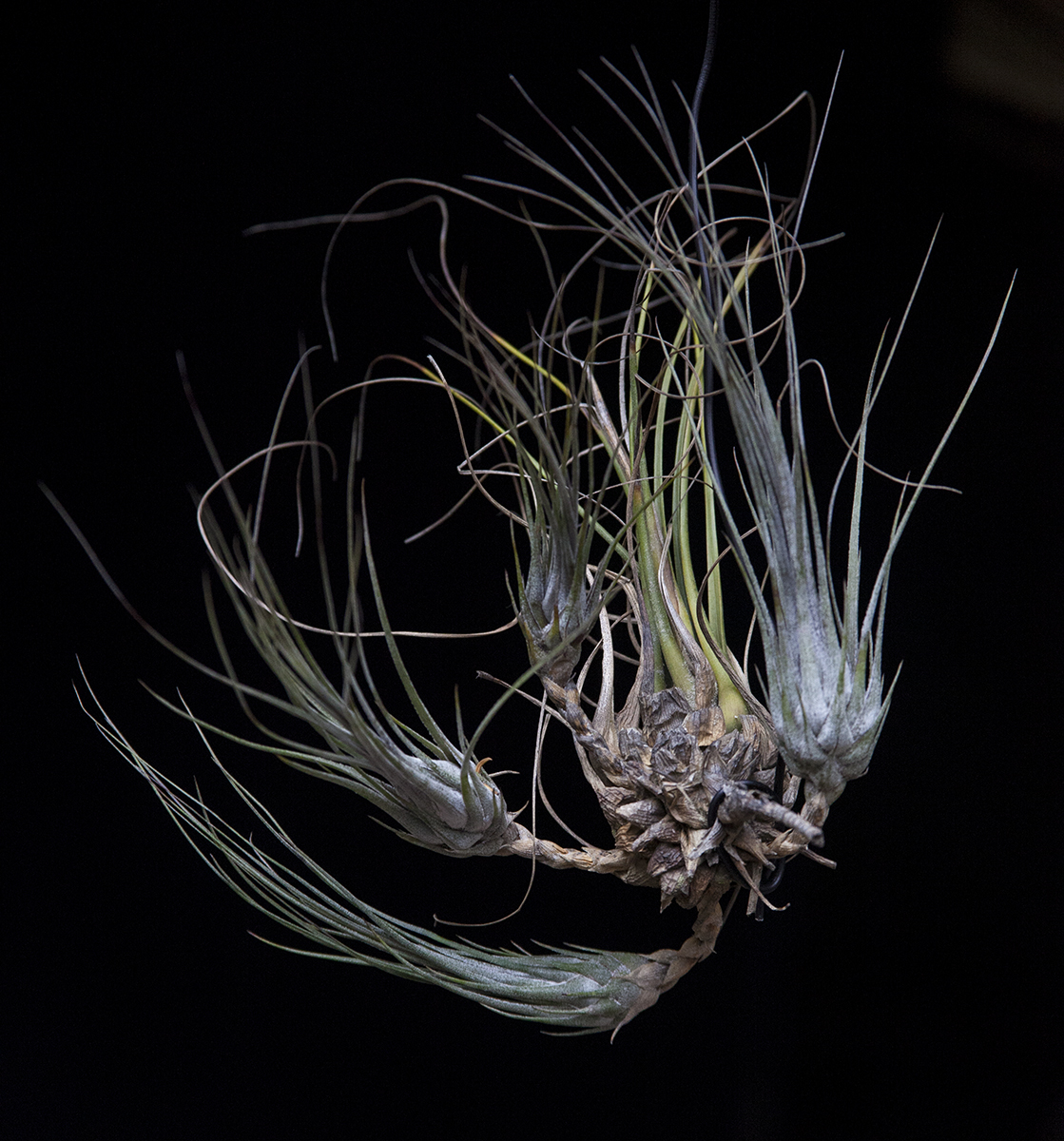 Tillandsia disticha major with pups on long stolons 