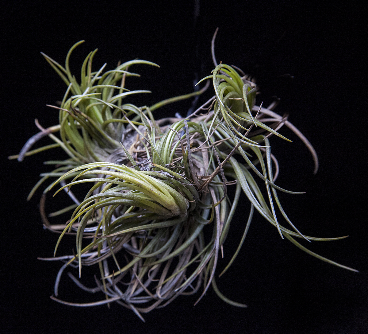 a clump of Tillandsia dura
