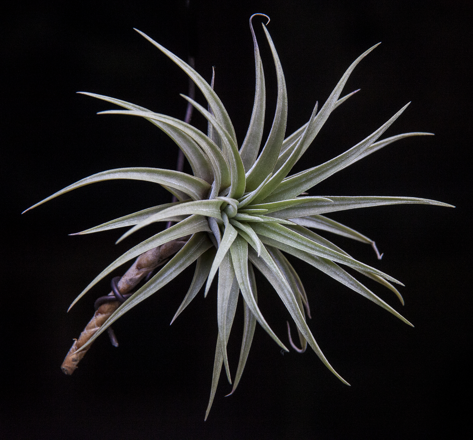 Tillandsia espinosae