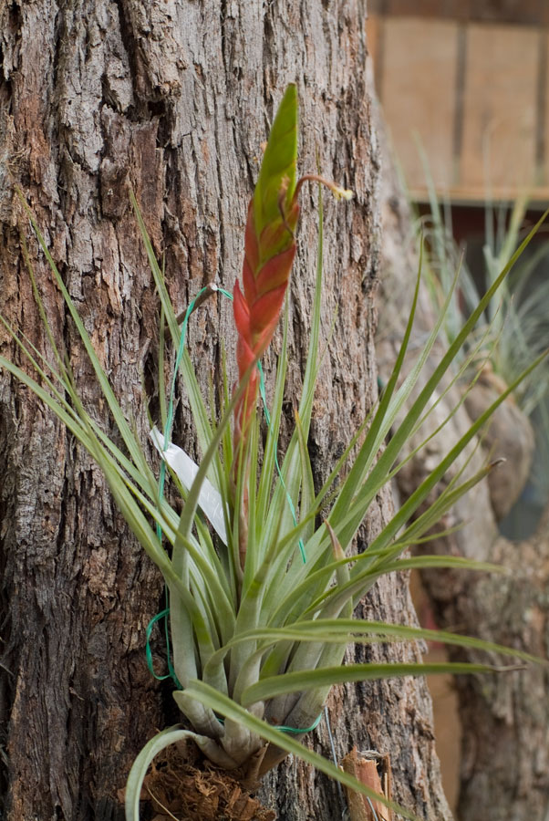 Tillandsia fasciculata