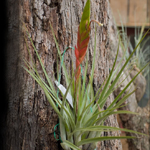 Tillandsia Fusciculata 