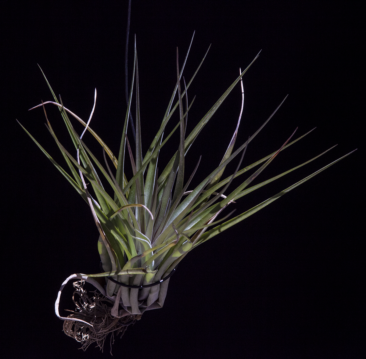 Tillandsia fasciculata magnifica