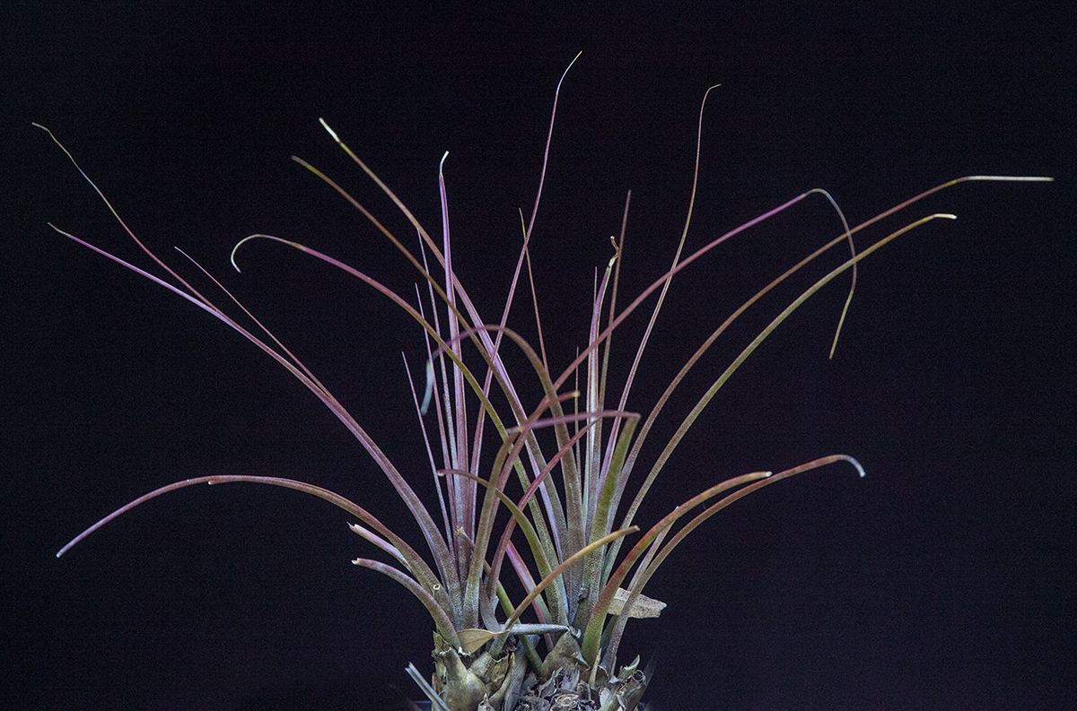 Tillandsia fasciculata X tricolour