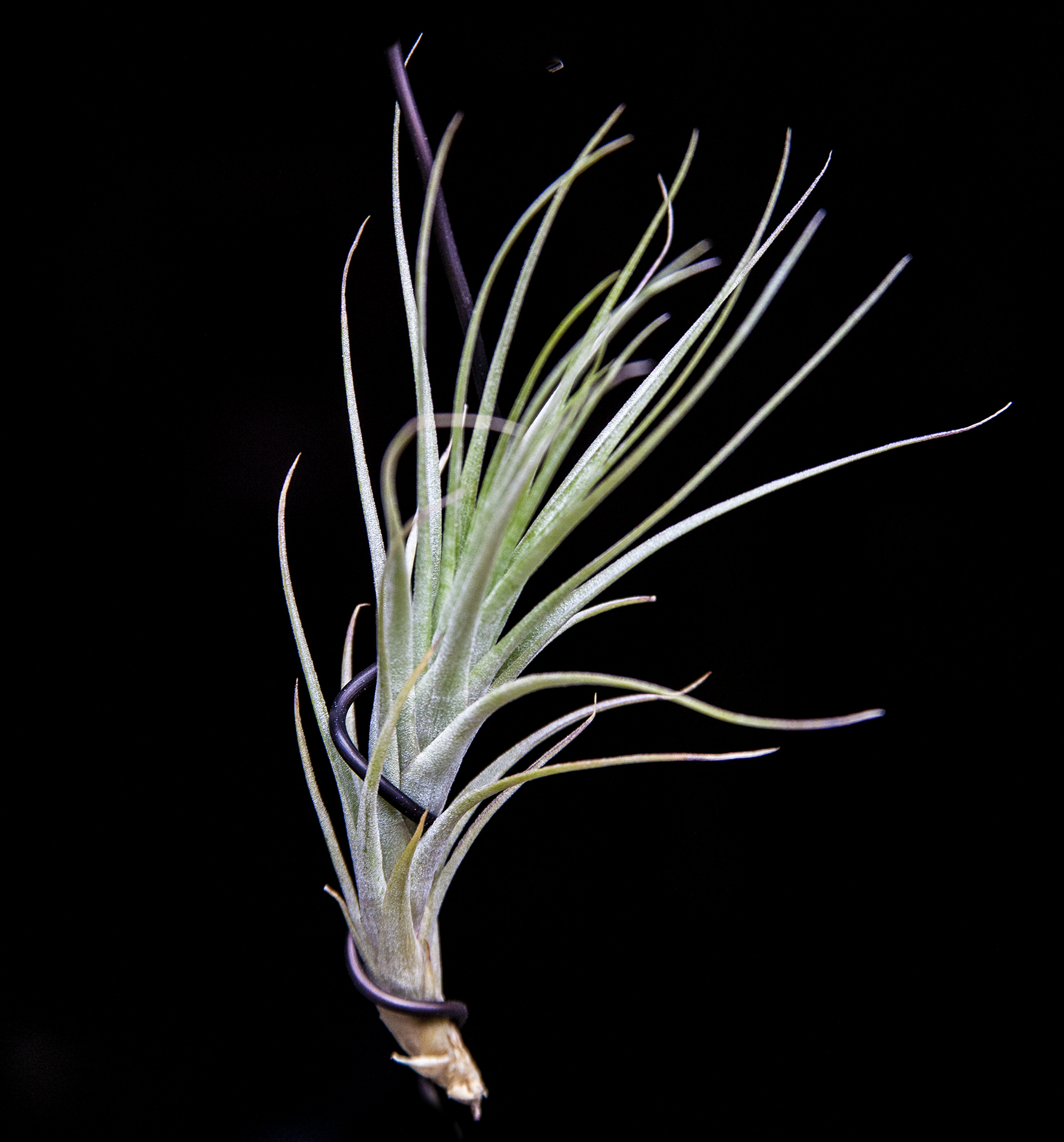 Tillandsia feather ware