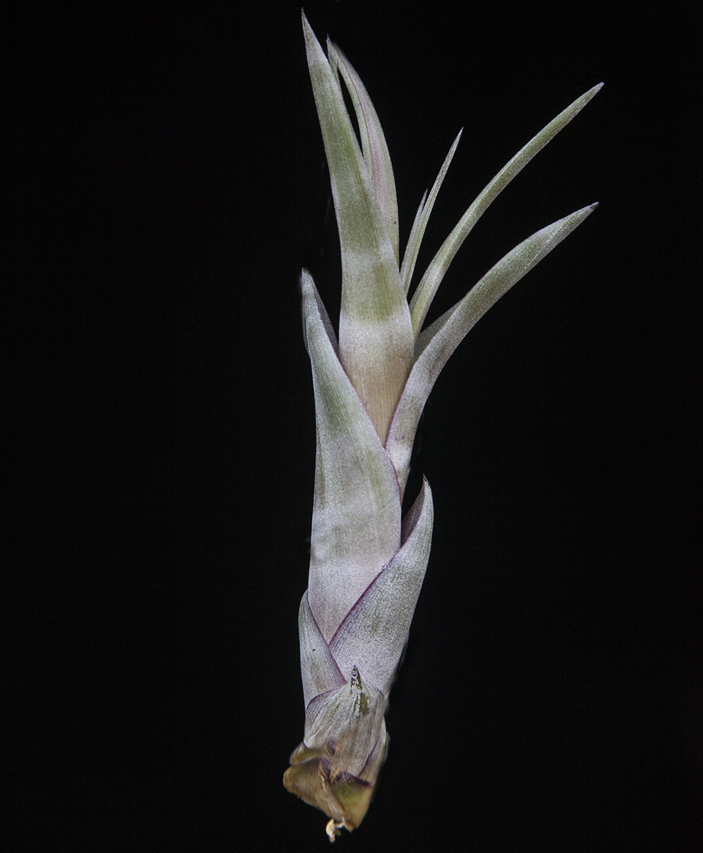 Tillandsia flexuosa