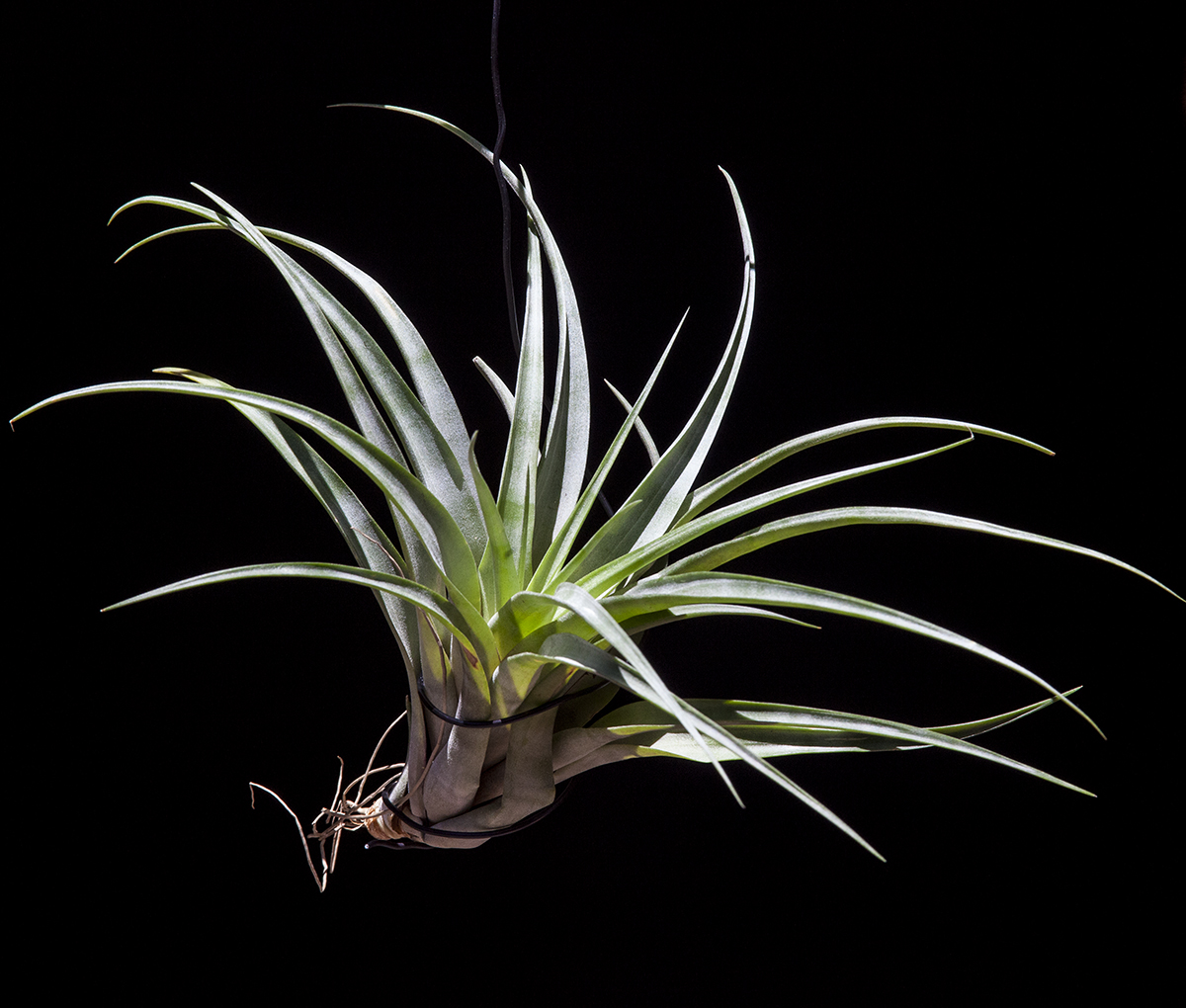 Tillandsia flexuosa vivaparous form 