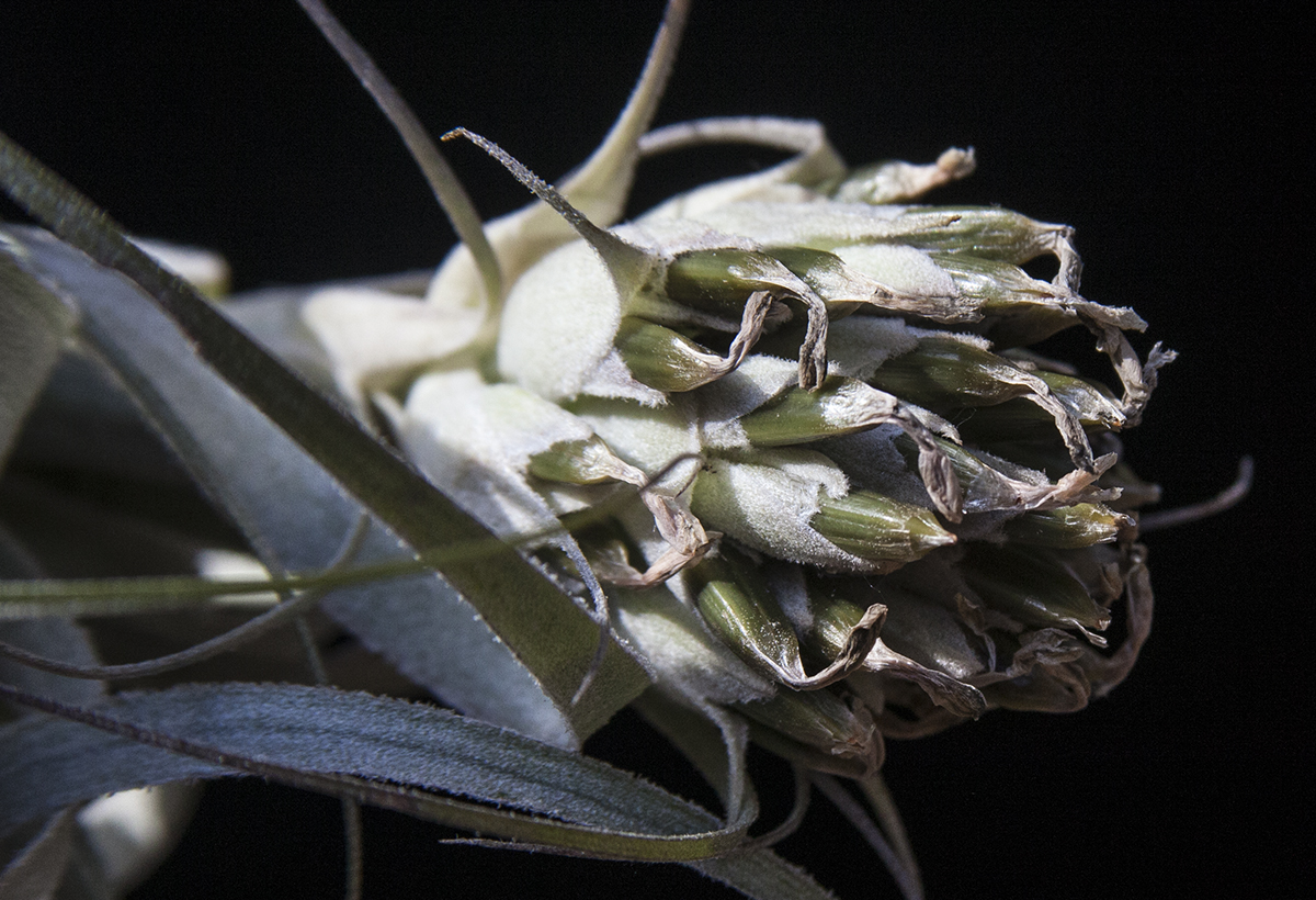 Tillandsia gardeneri head with seed pods