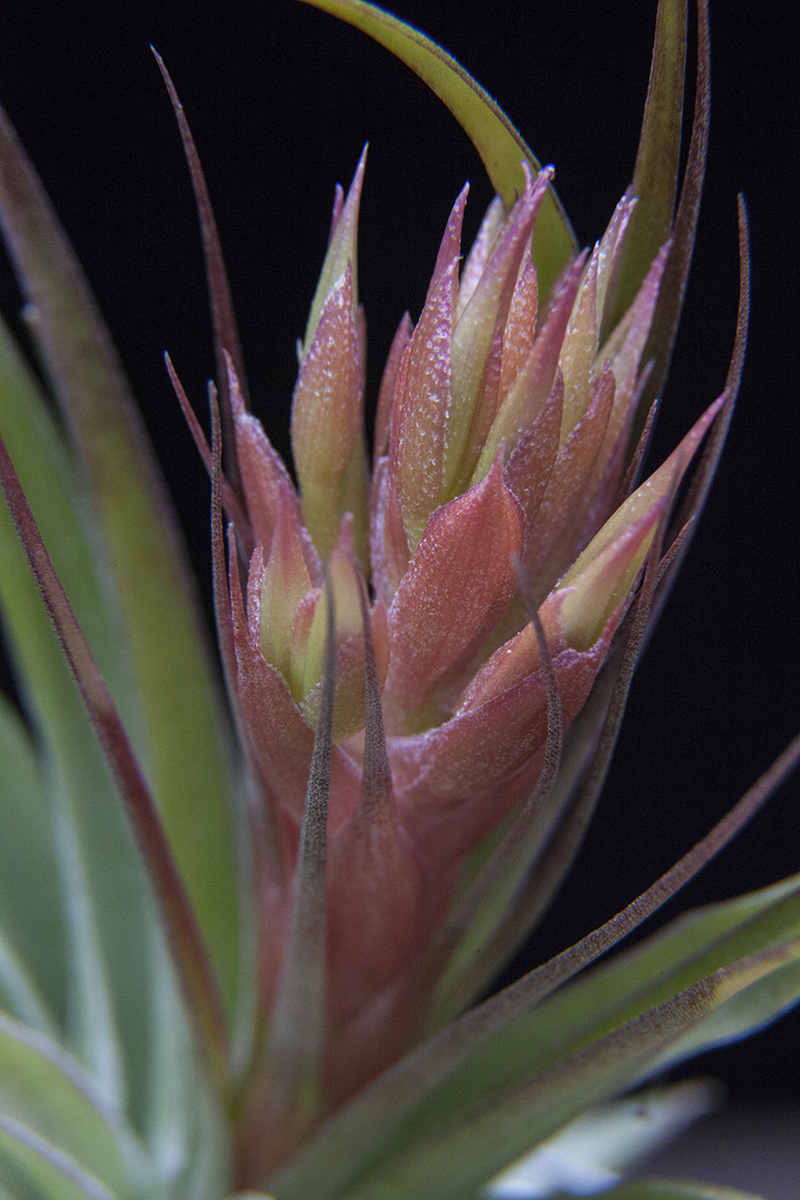 Tillandsia geminiflora