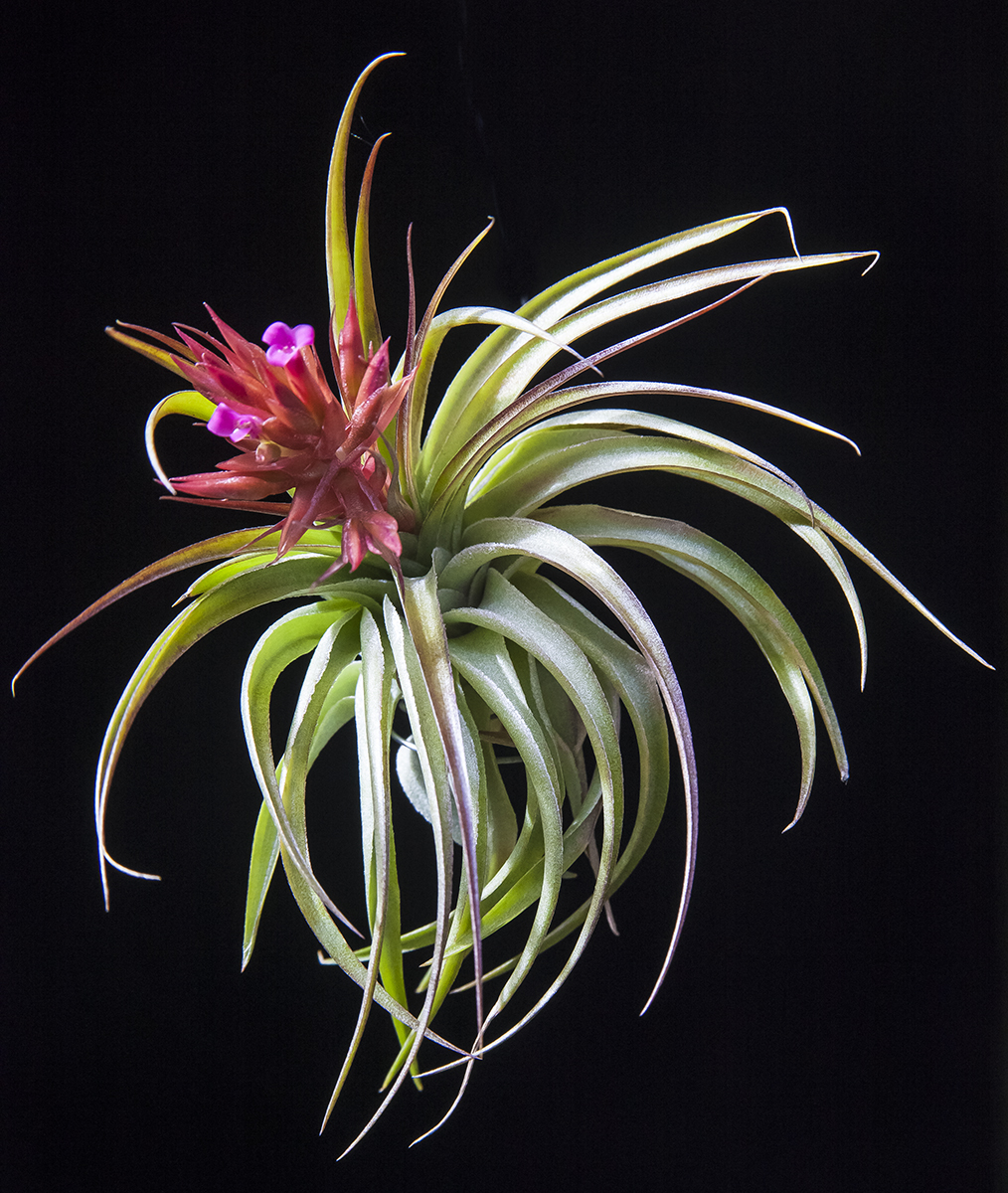 Tillandsia geminiflora