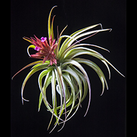 Tillandsia guatemalensis