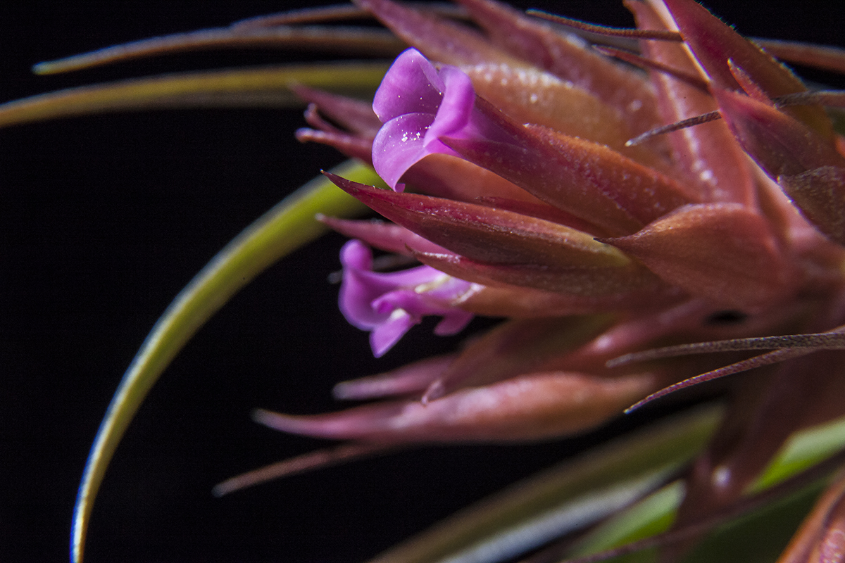 Tillandsia geminiflora