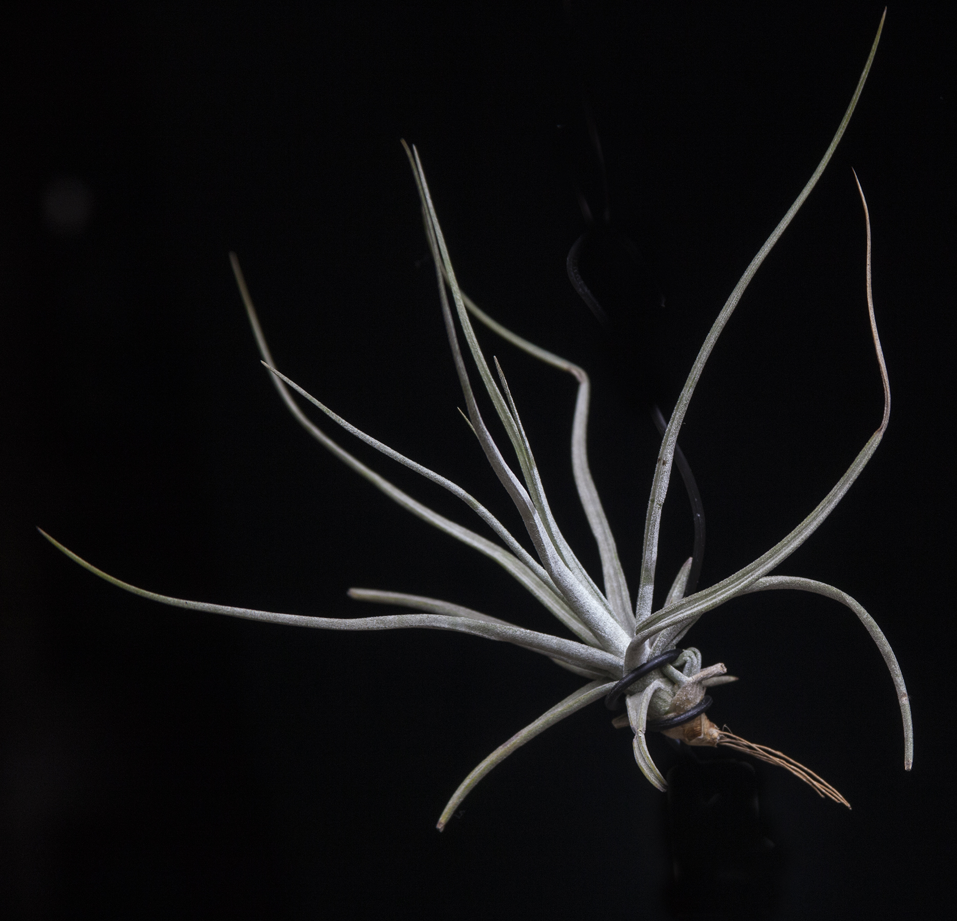 Tillandsia glabrior