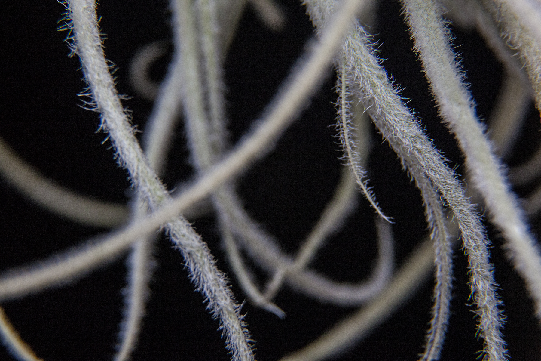 Tillandsia graomogolensis leaf showing hair like trichomes 