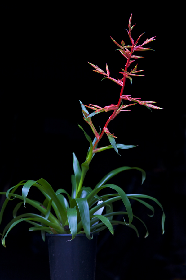 Tillandsia guatemalensis, Lloyd Godman