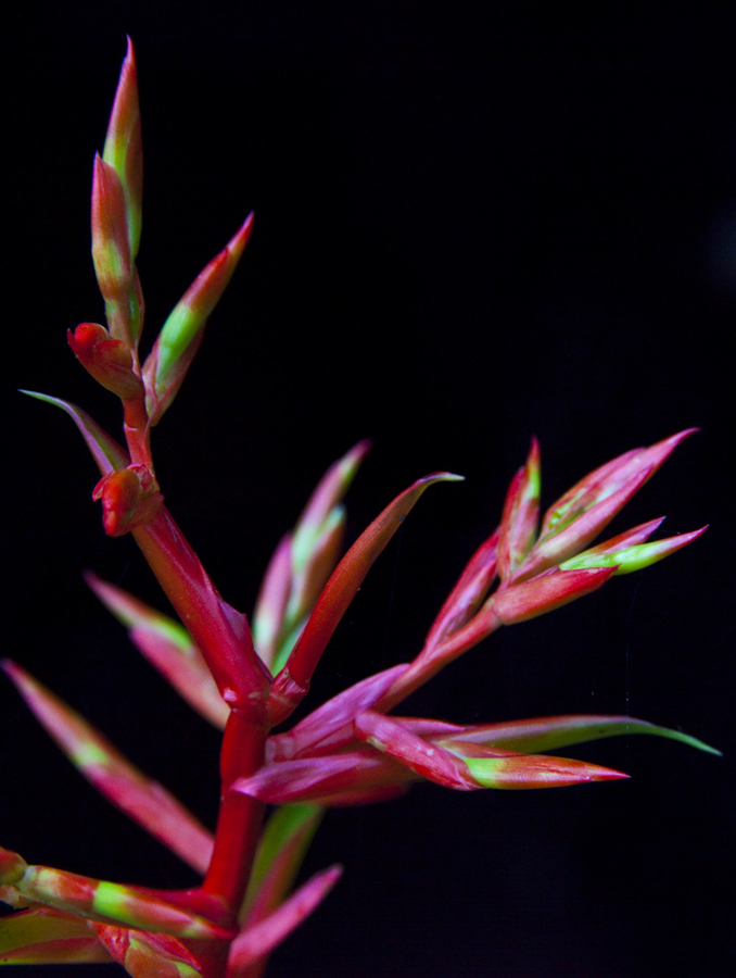 Tillandsia guatemalensis