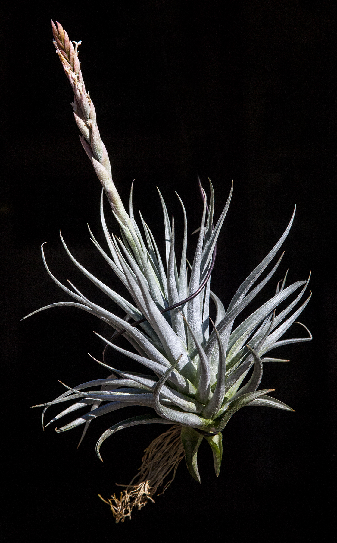 Tillandsia guelzii flower spike