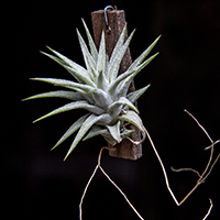 ../Tiians/ionantha_vanhyningii.htm