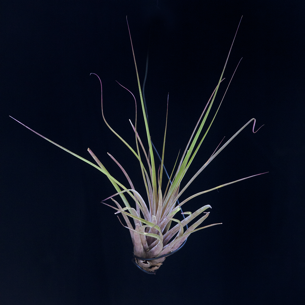 Tillandsia Jalisco Monticola