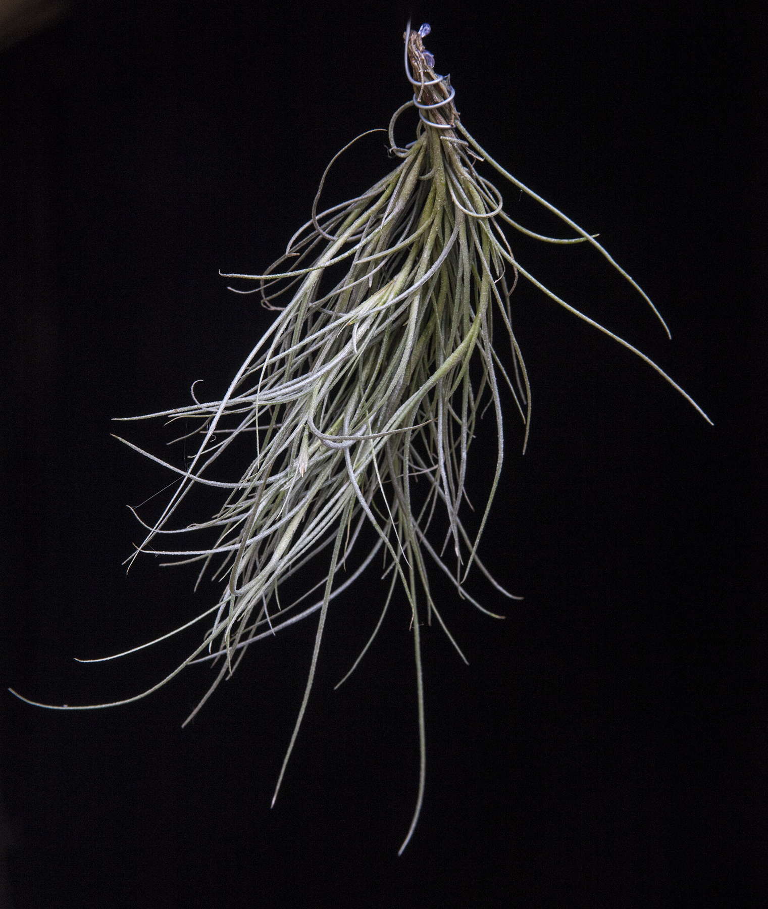 Tillandsia Kimbery - T. usneoides X T. recurvata