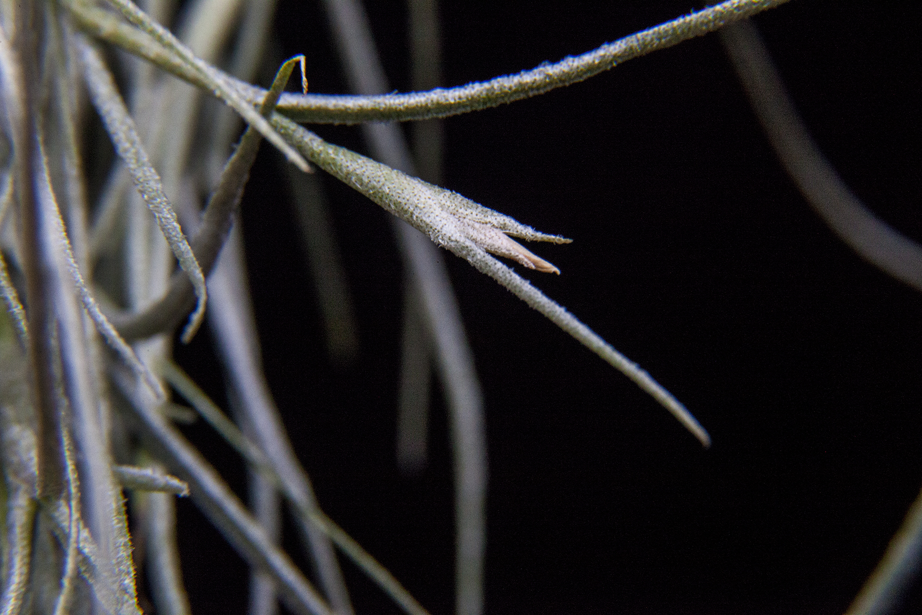 Tillandsia Kimbery - T. usneoides X T. recurvata