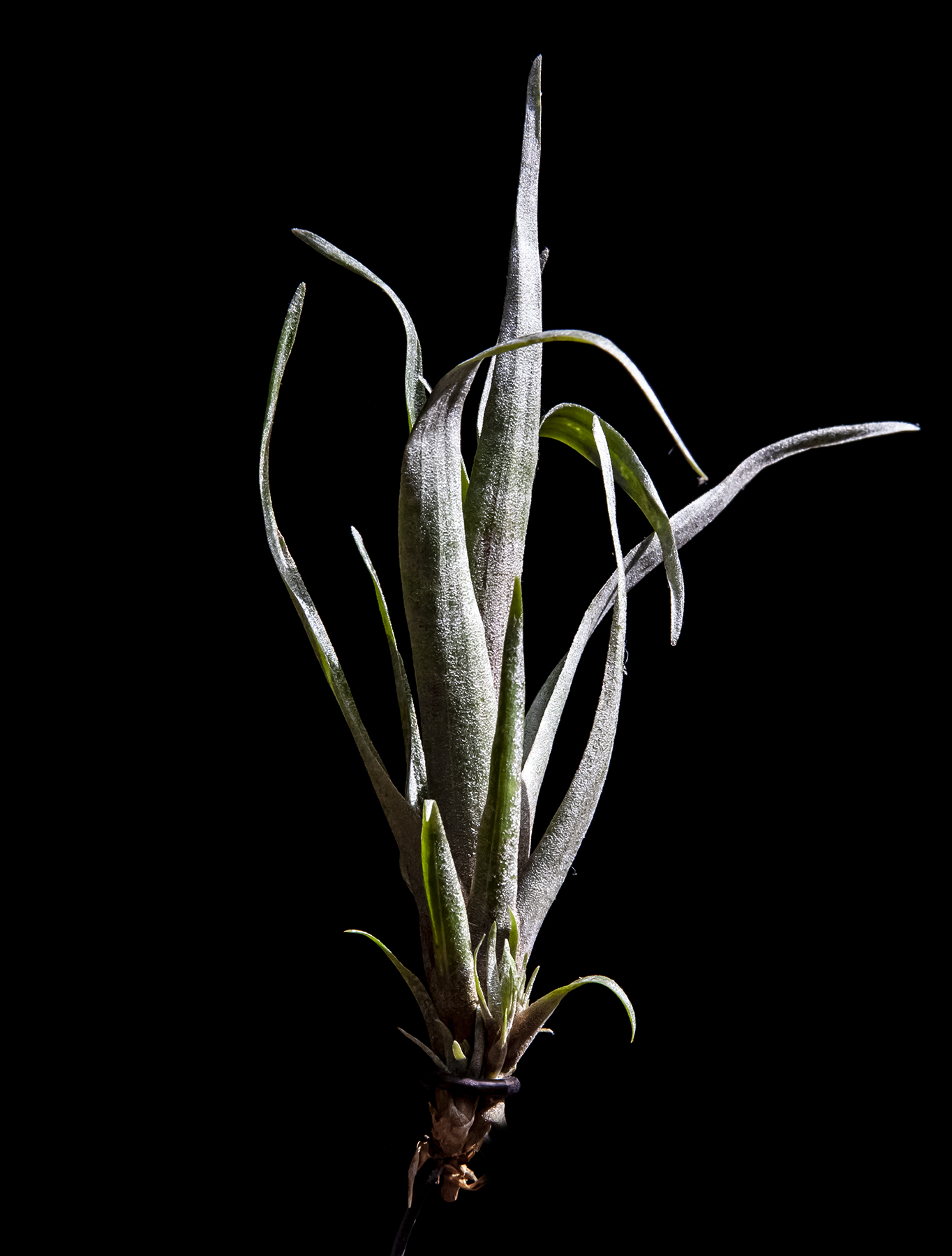 Tillandsia macropetala