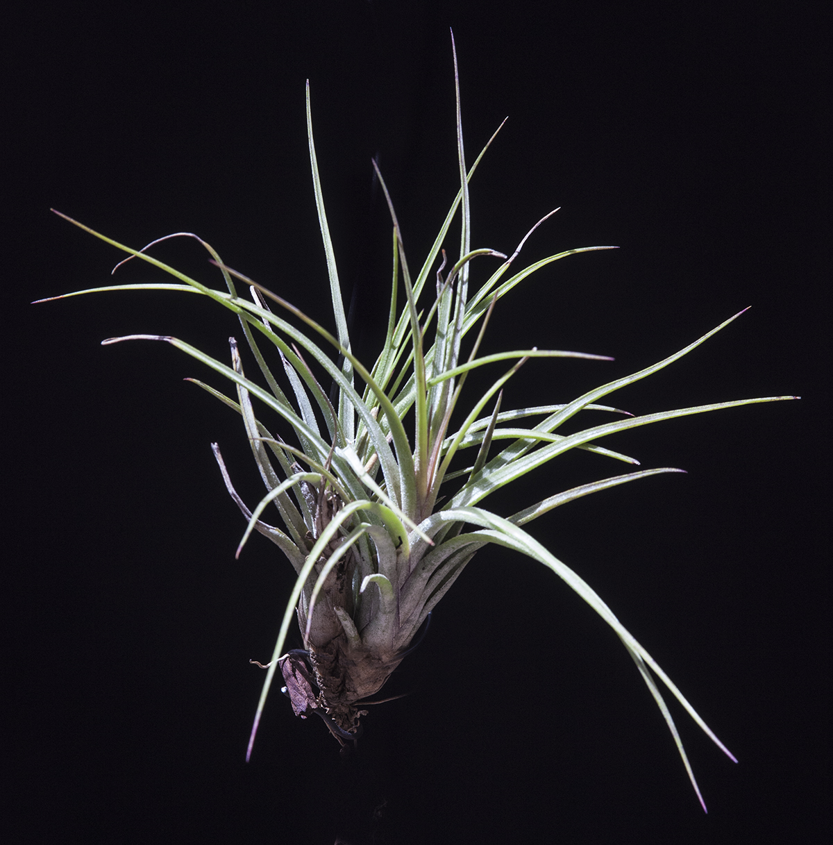 Tillandsia meridionalis X hybrid