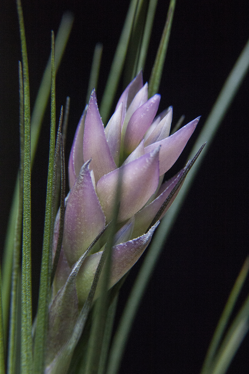 Tillandsia montana forming flowers