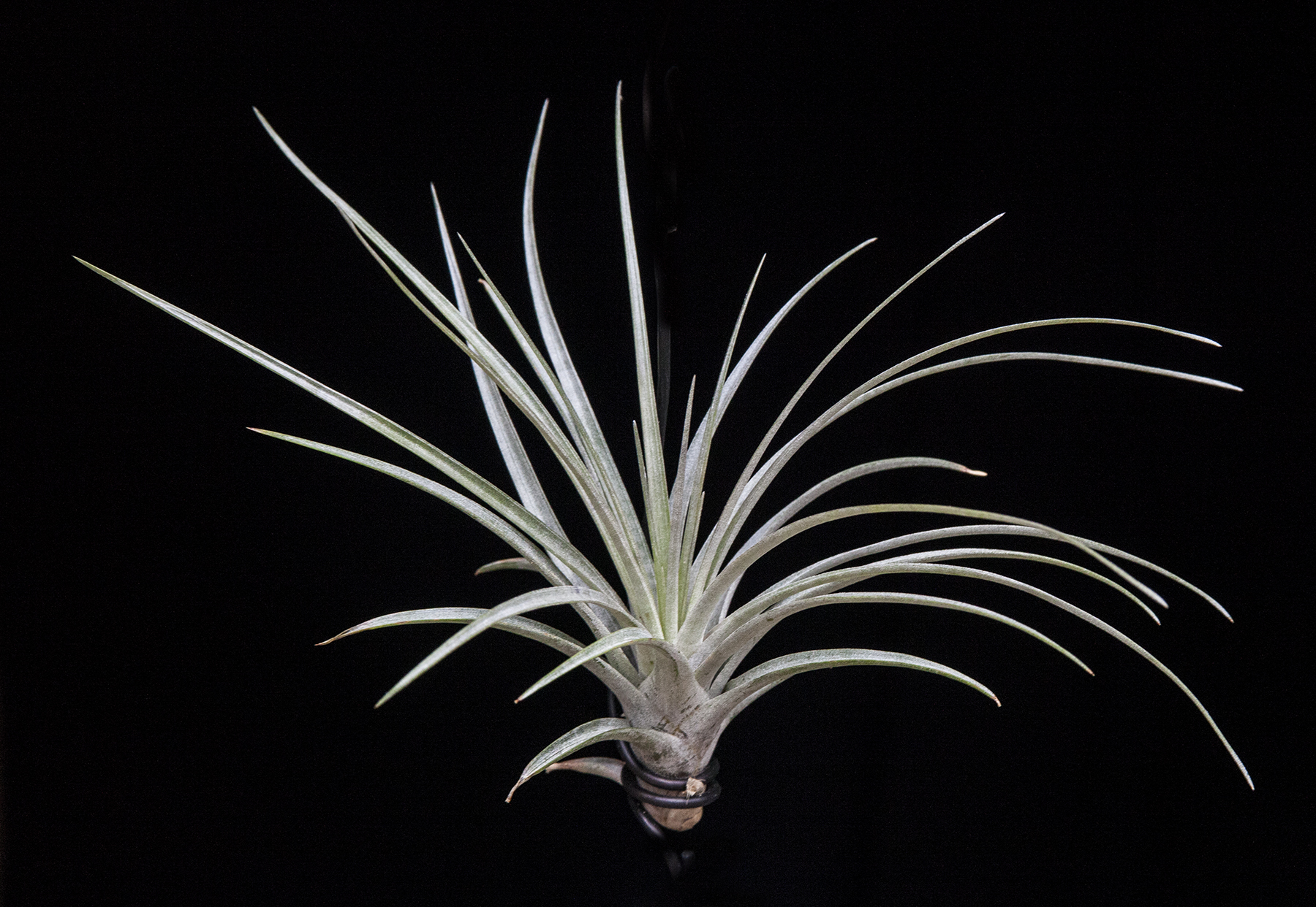 Tillandsia propagulifera