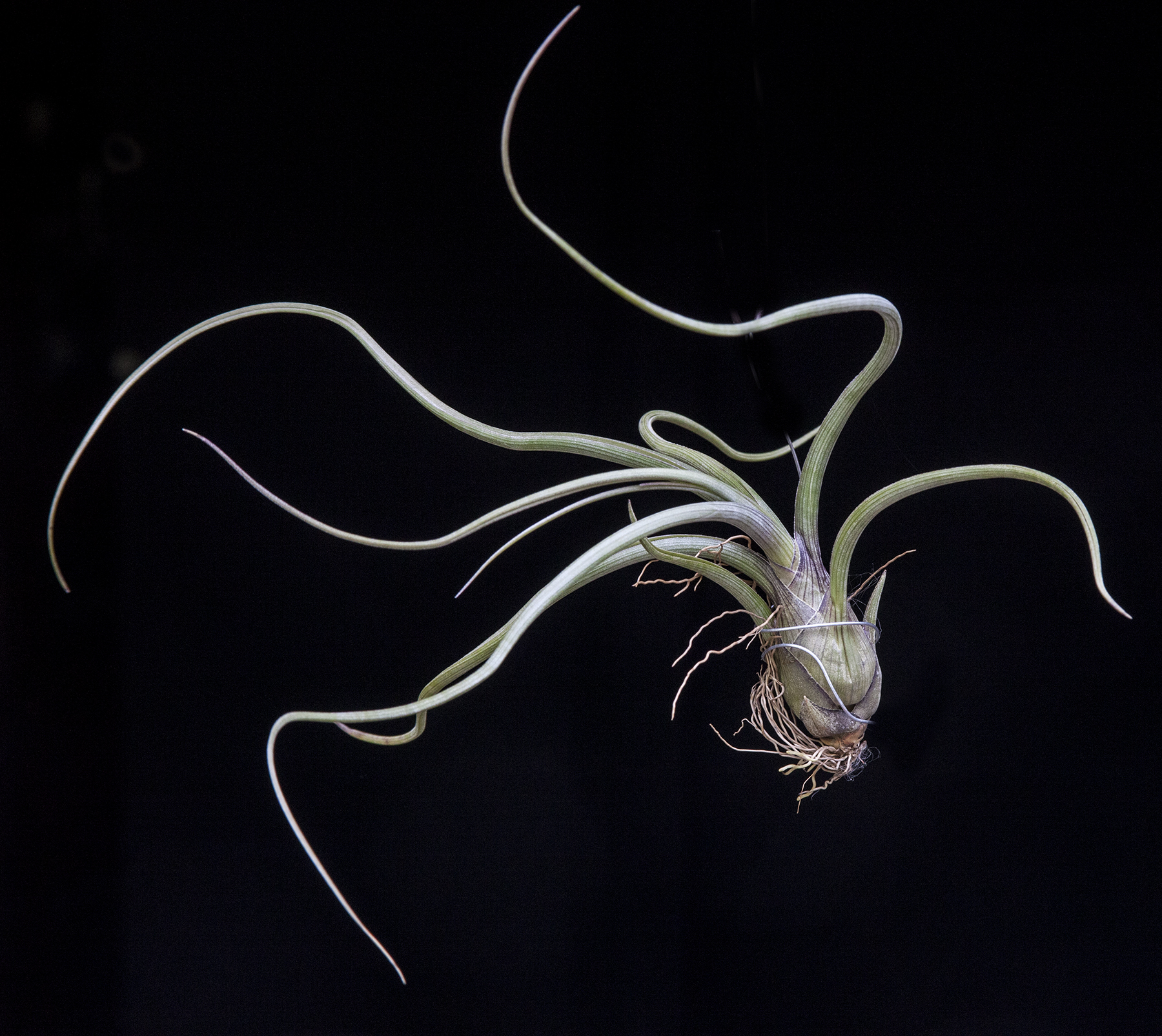 Tillandsia pseudobaileyi 